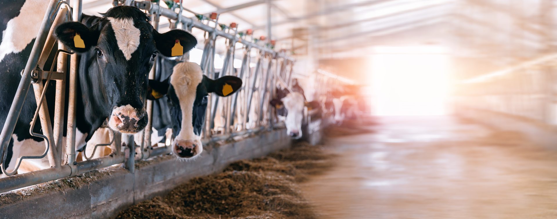 MF_Fonterra_Testimonial